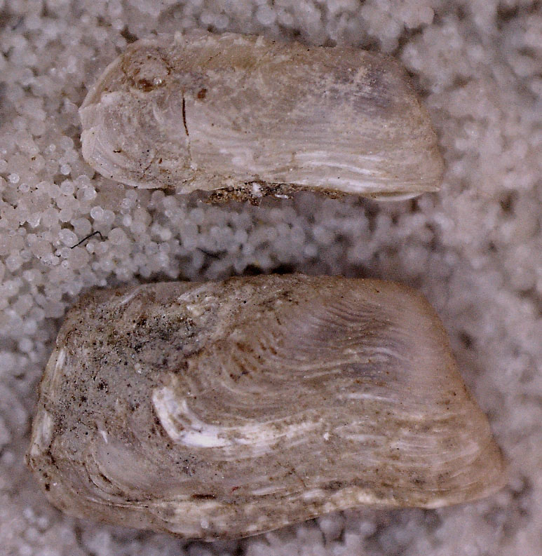 Hiattellidae (?) da determinare